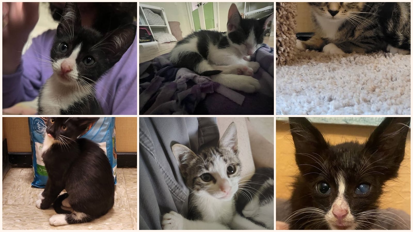 Kittens up for adoption near Spring Hill, FL