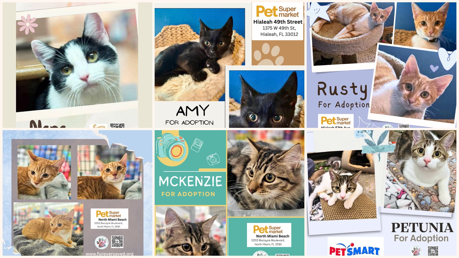 Kittens up for adoption near The Hammocks, FL