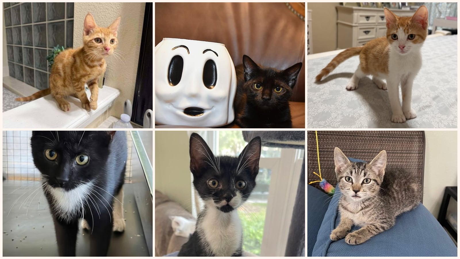 Kittens up for adoption near The Villages, FL
