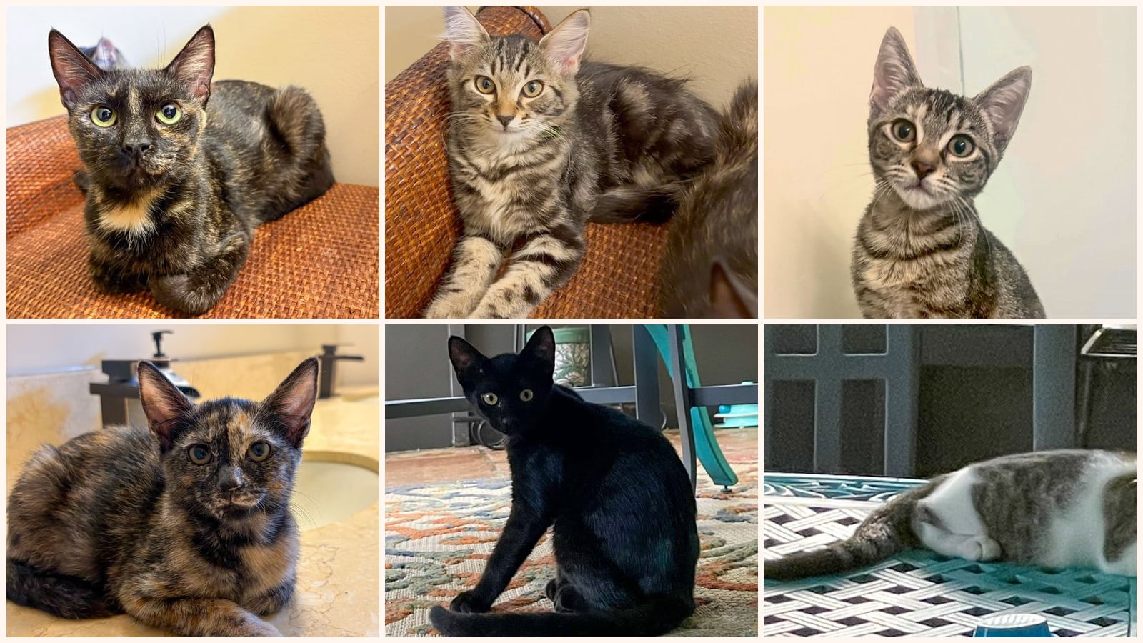Dog-Friendly Cats up for adoption near West Palm Beach, FL