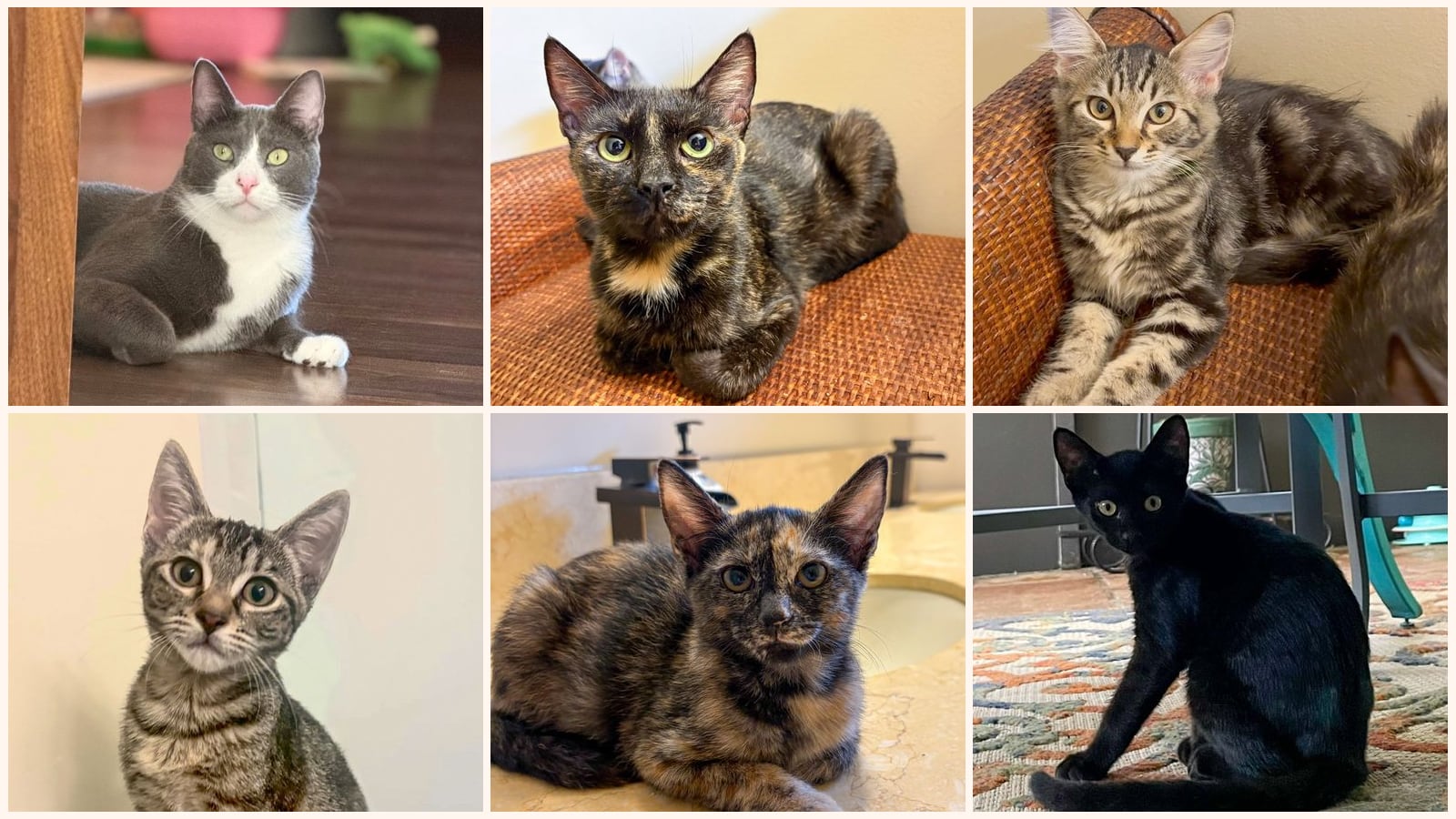 Kid-Friendly Cats up for adoption near West Palm Beach, FL