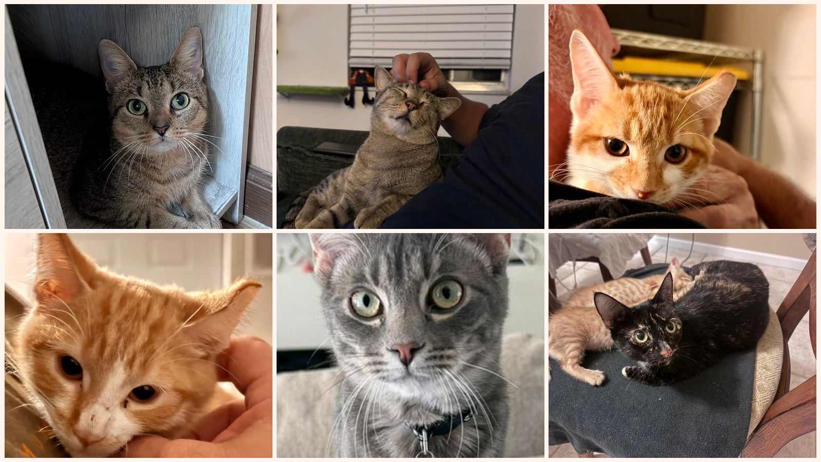 Adult Cats up for adoption near Winter Haven, FL