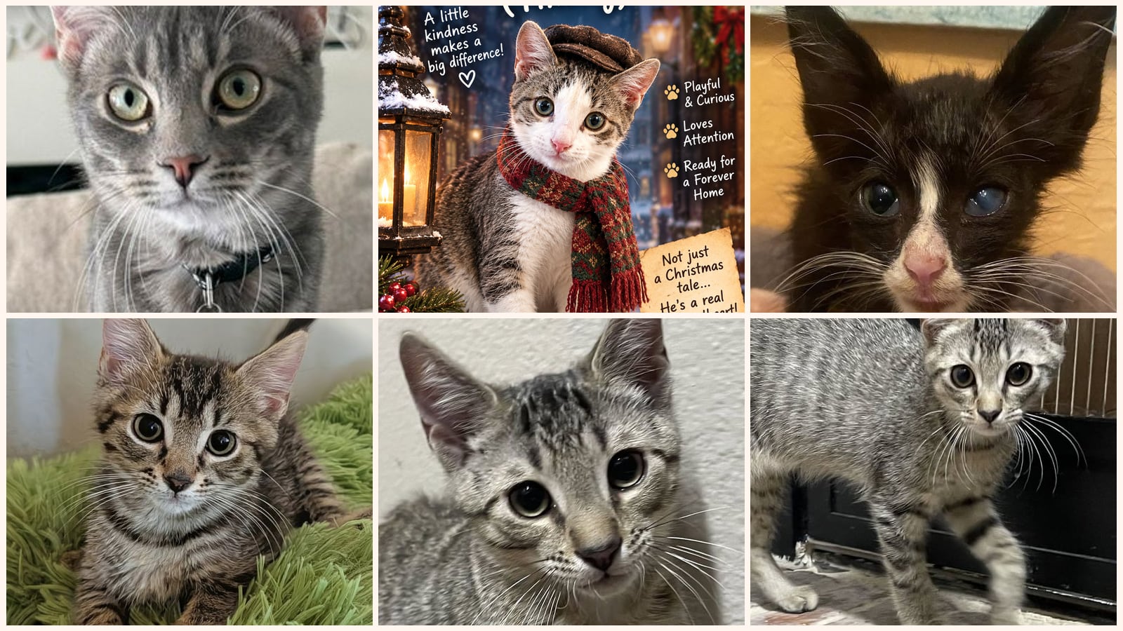 Dog-Friendly Cats up for adoption near Winter Haven, FL