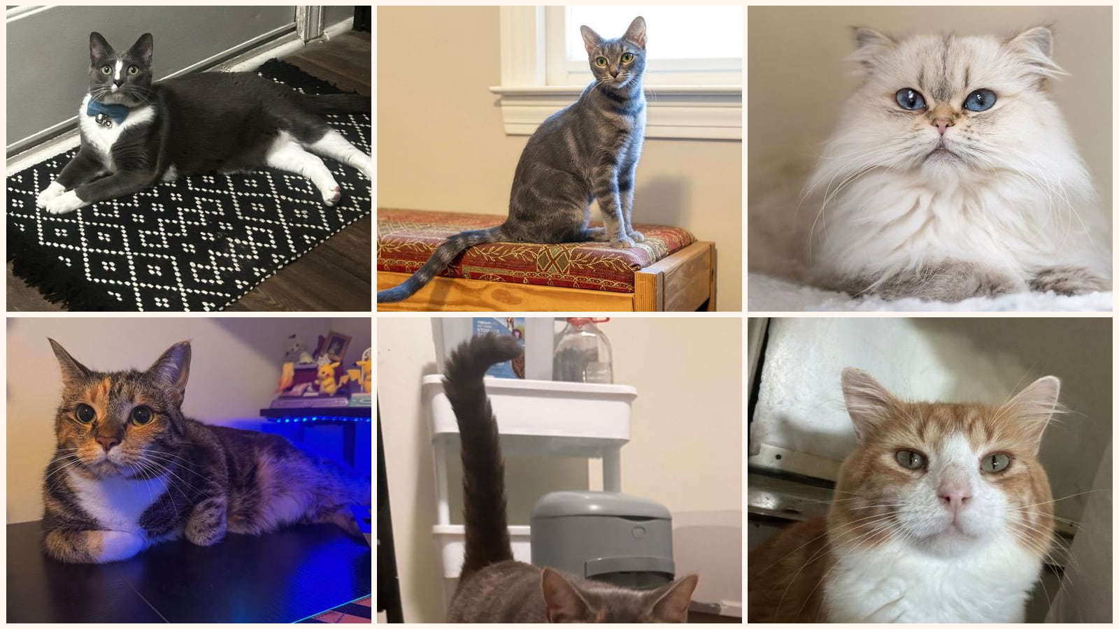 Adult Cats up for adoption near Alpharetta, GA
