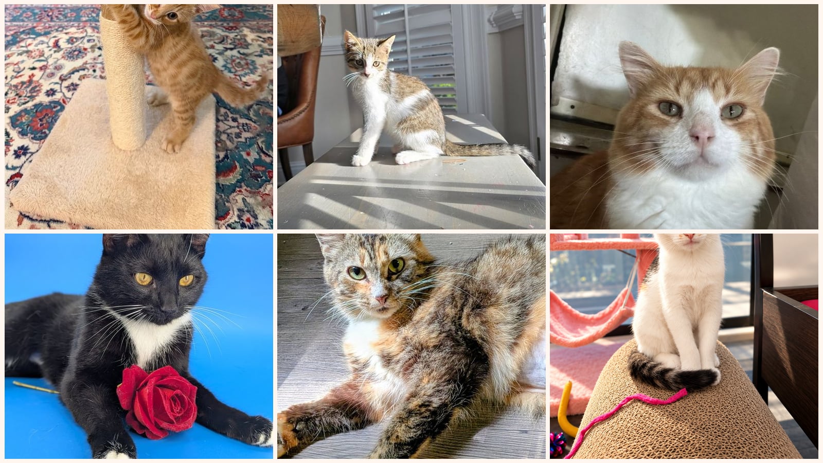 Kid-Friendly Cats up for adoption near Alpharetta, GA
