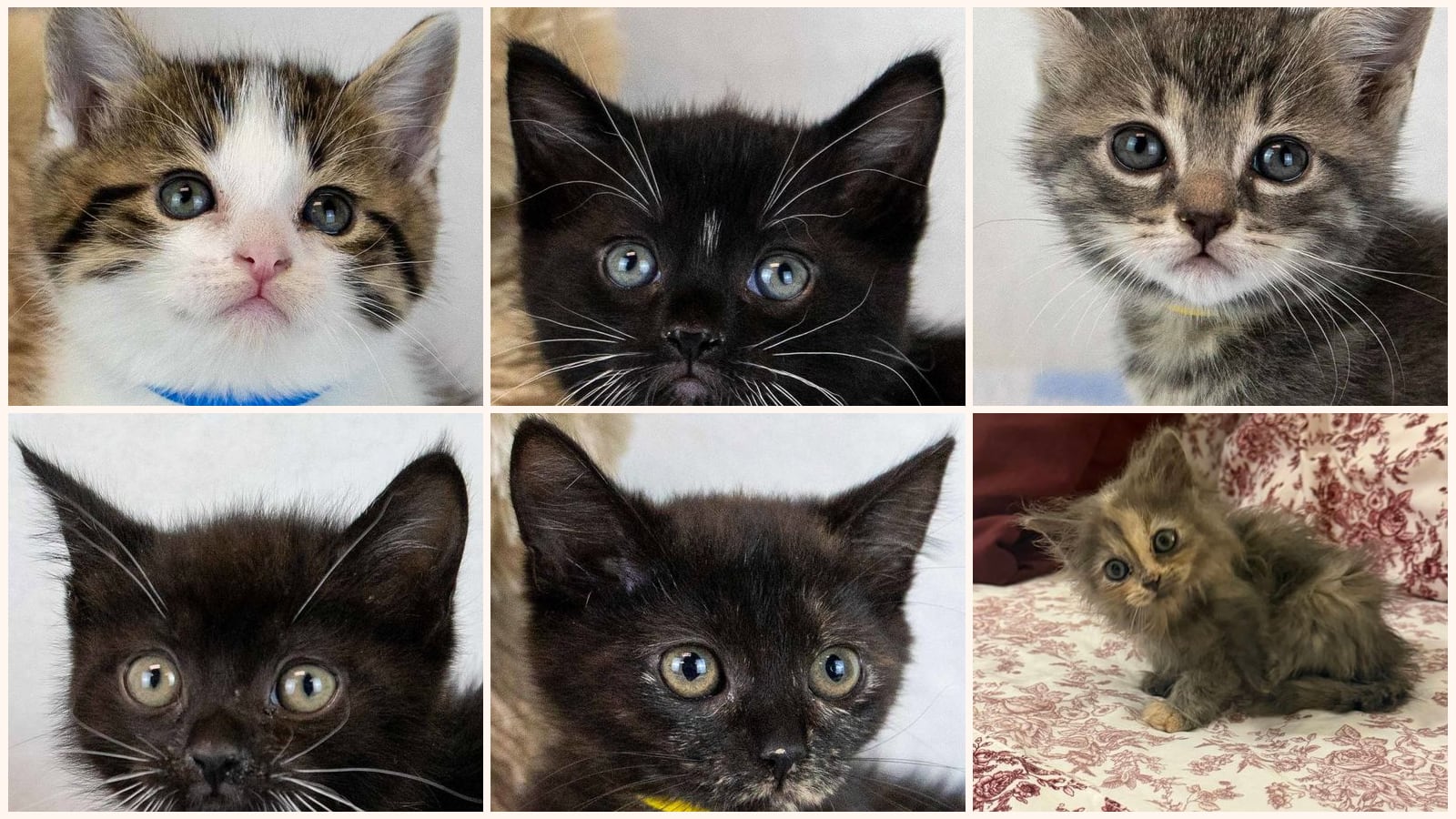 Kittens up for adoption near Alpharetta, GA