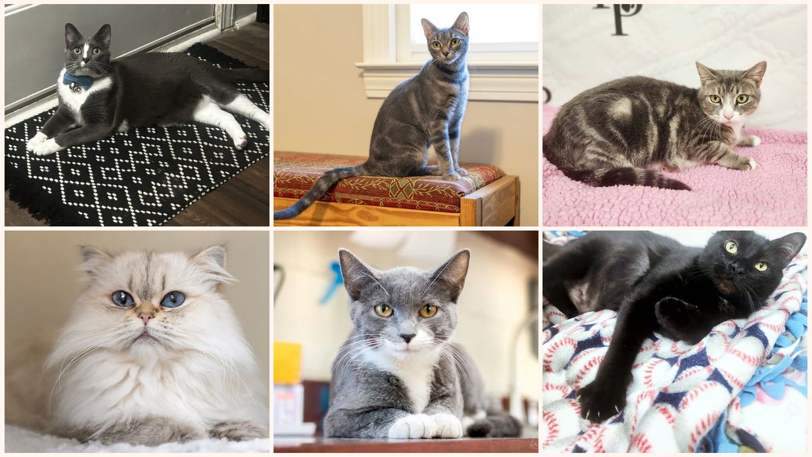 Adult Cats up for adoption near Athens, GA