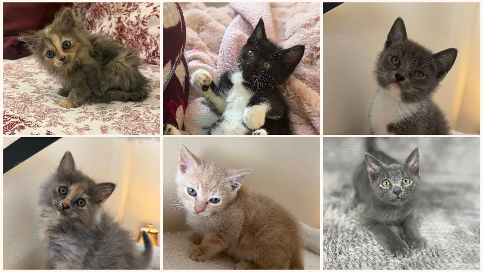 Kittens up for adoption near Athens, GA