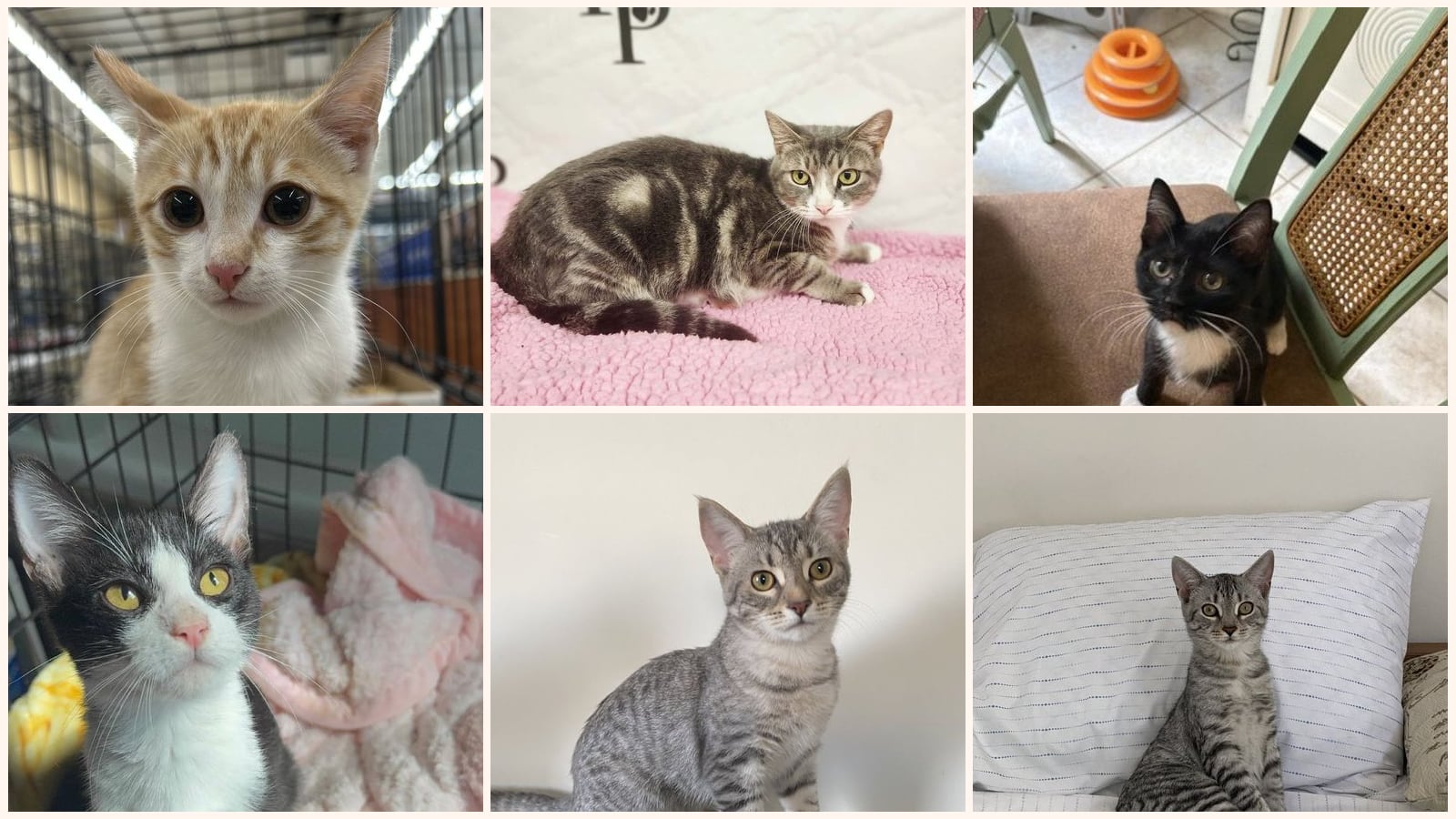 Adult Cats up for adoption near Augusta, GA