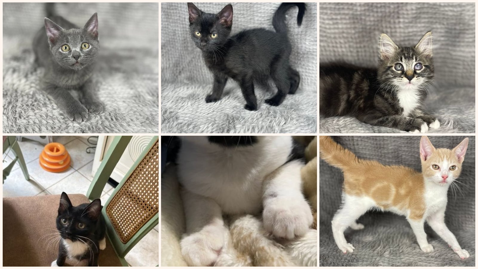Dog-Friendly Cats up for adoption near Augusta, GA