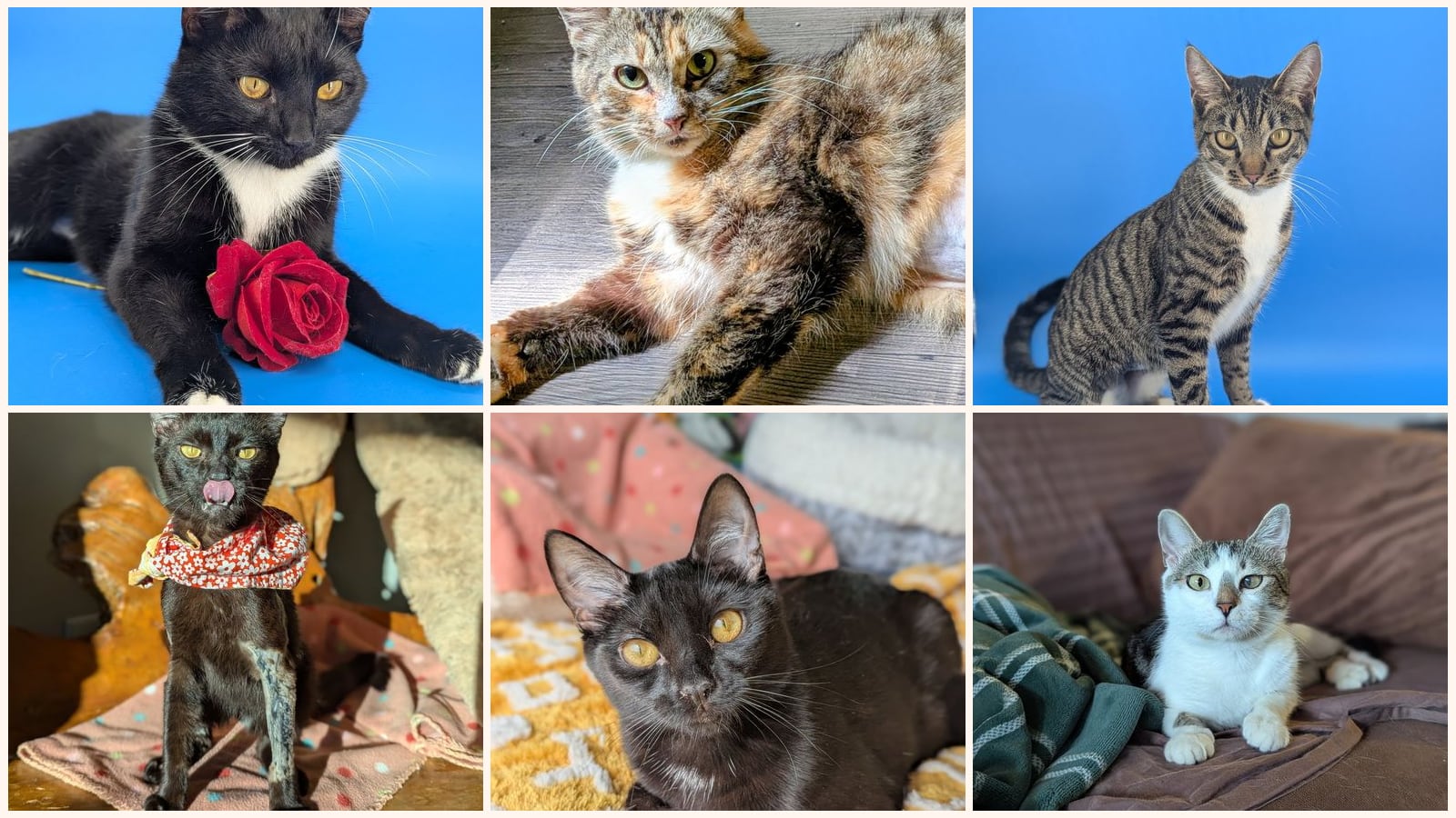 Adult Cats up for adoption near Brookhaven, GA