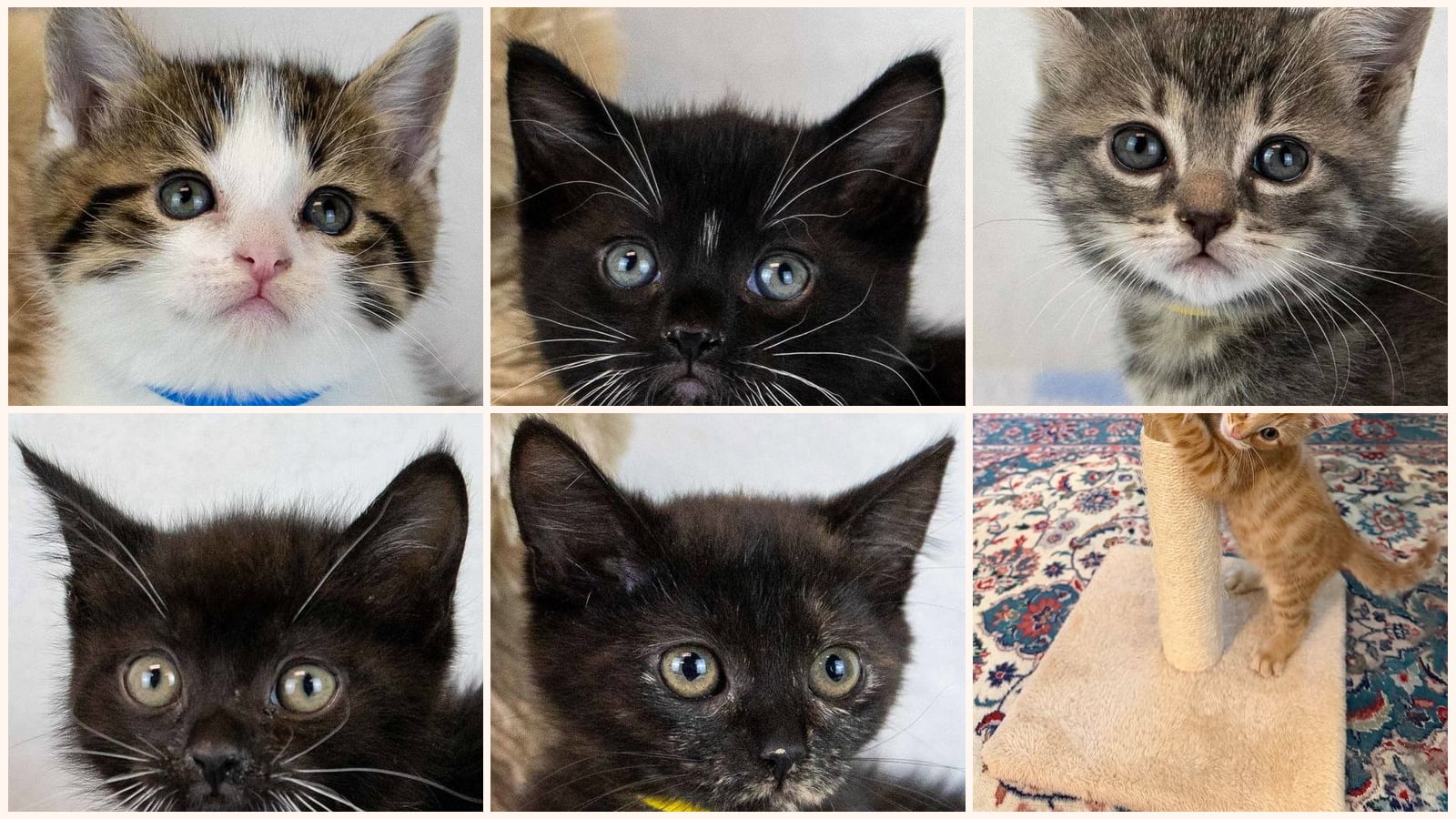 Kittens up for adoption near Brookhaven, GA