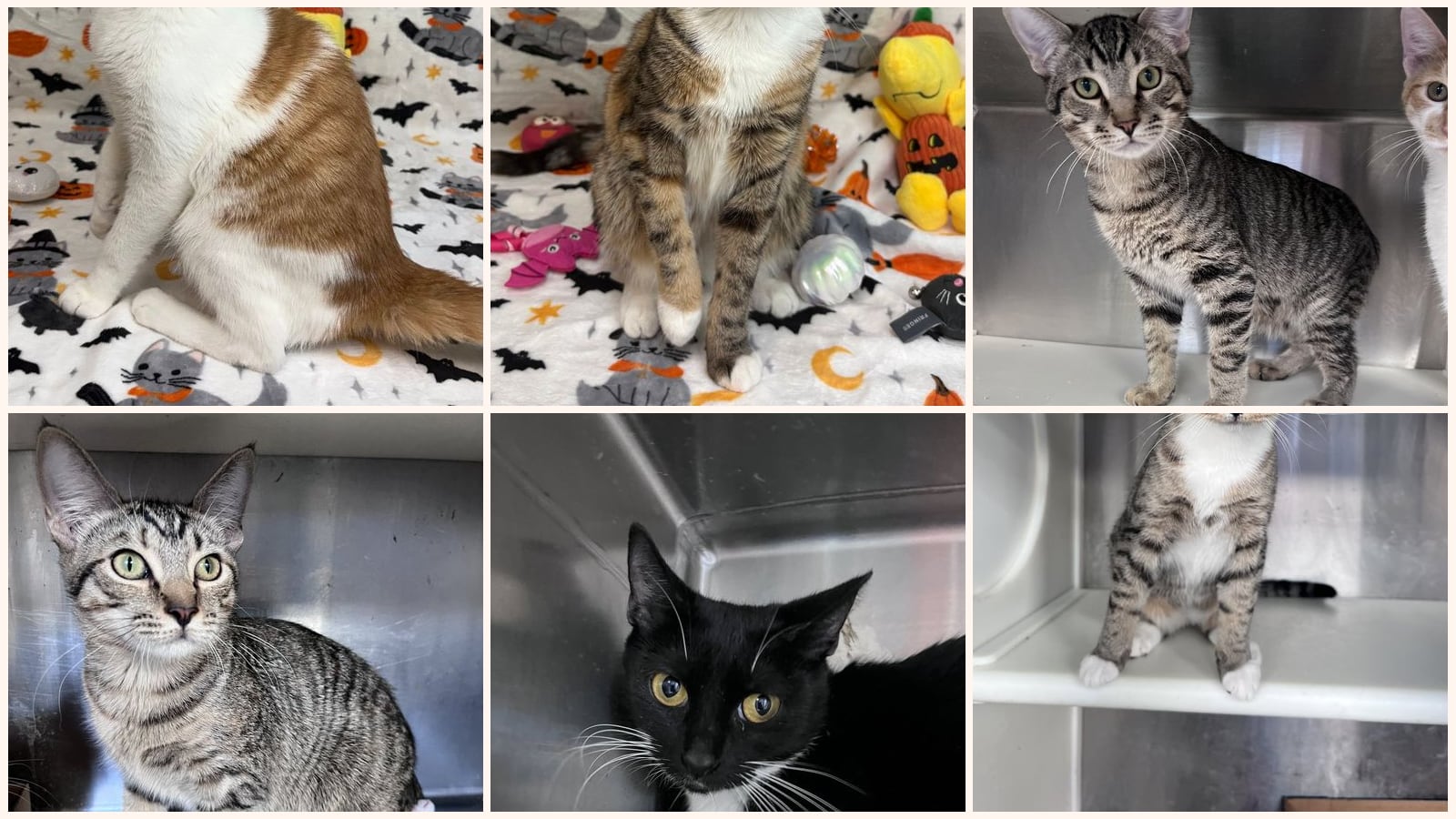 Adult Cats up for adoption near Columbus, GA