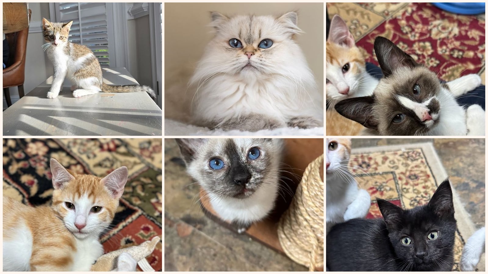 Dog-Friendly Cats up for adoption near Dunwoody, GA