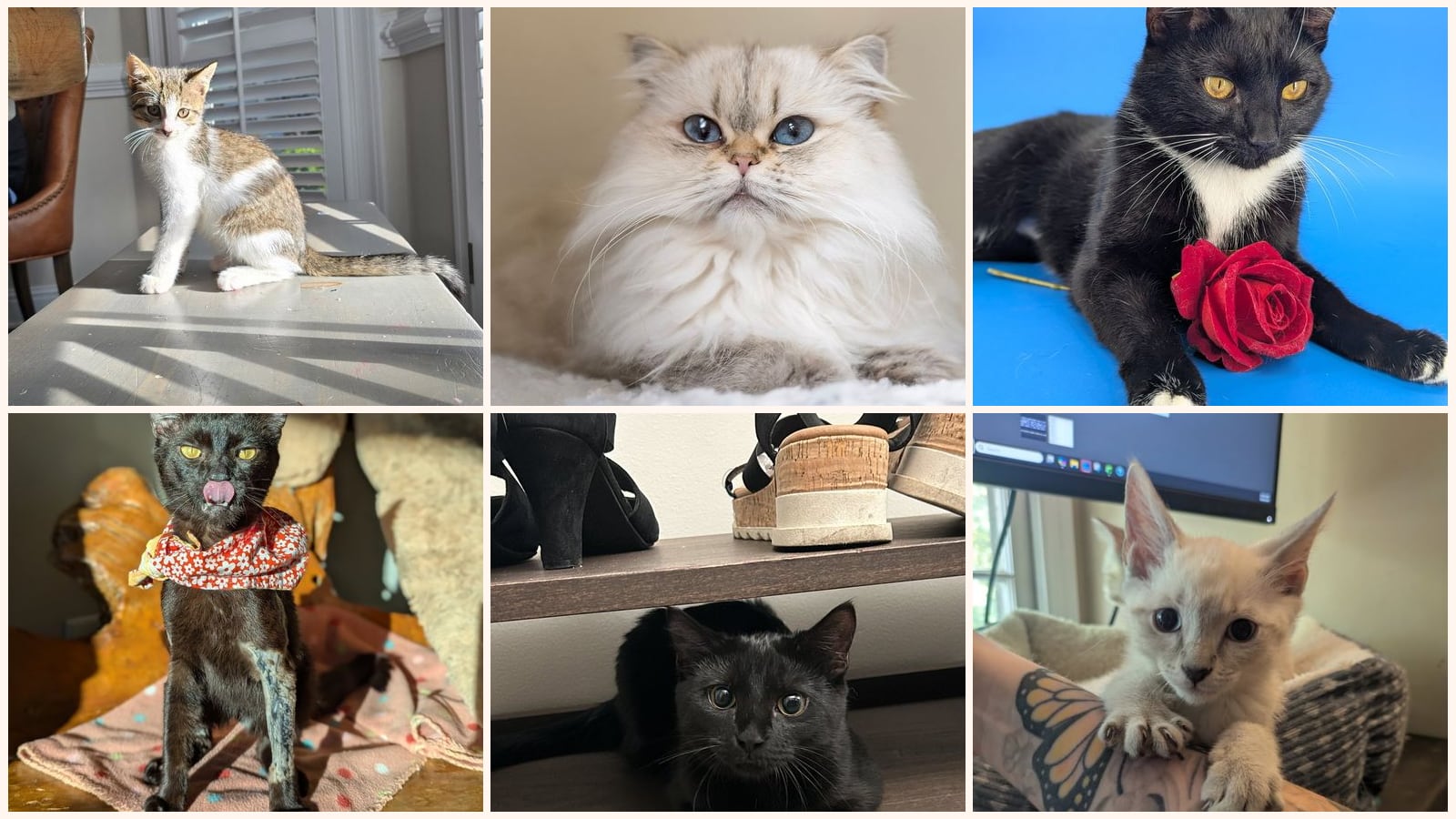 Dog-Friendly Cats up for adoption near Johns Creek, GA
