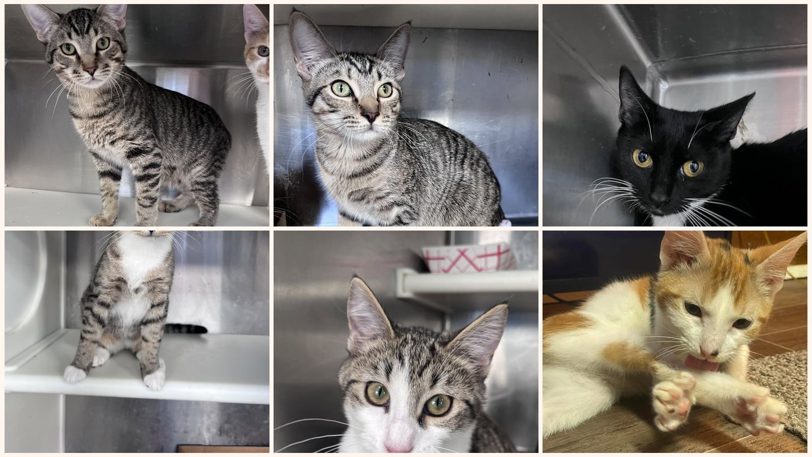 Adult Cats up for adoption near Macon, GA
