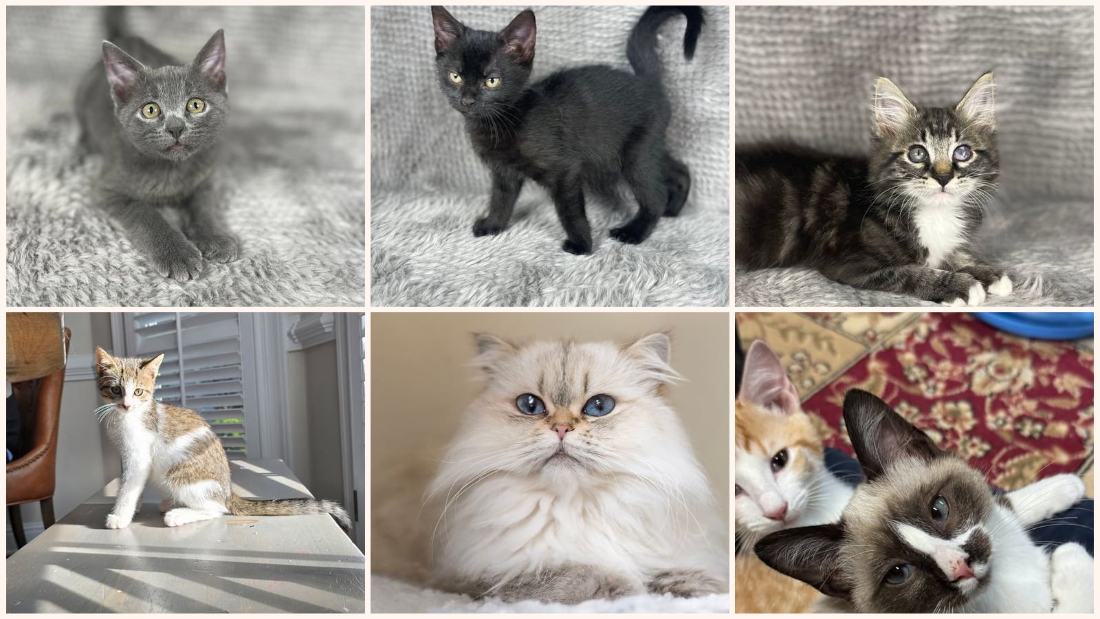 Dog-Friendly Cats up for adoption near Macon, GA