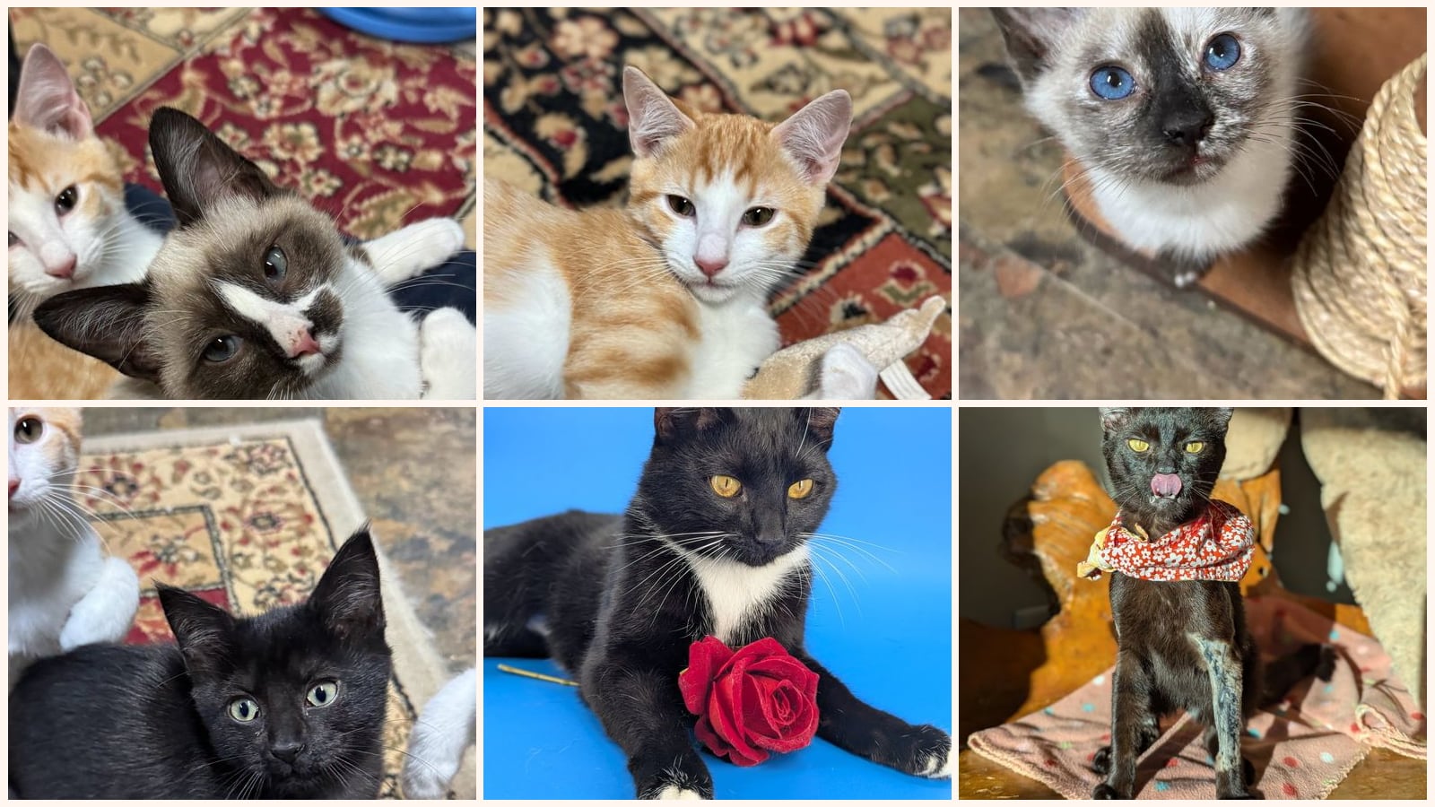 Dog-Friendly Cats up for adoption near Smyrna, GA