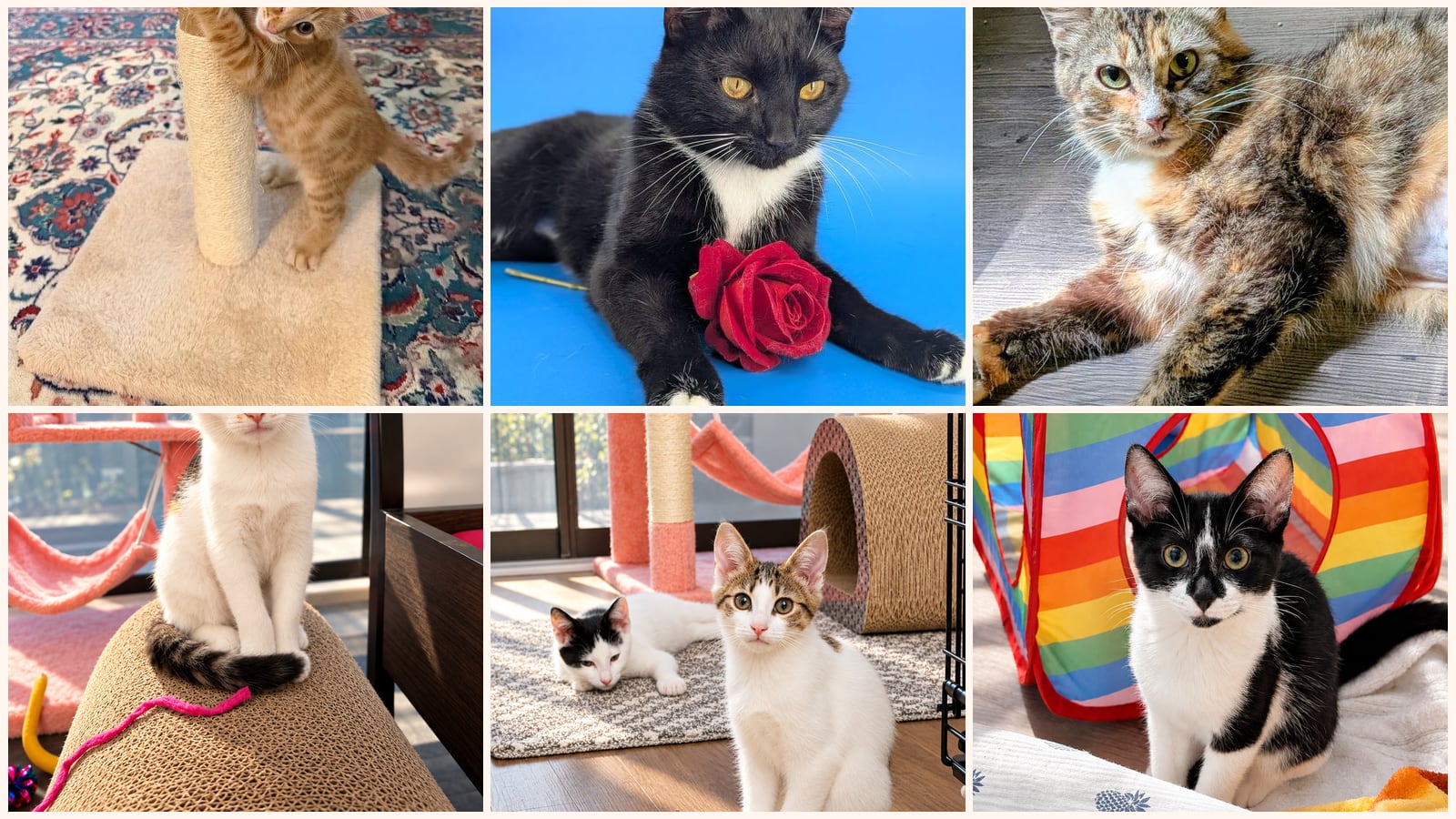 Kid-Friendly Cats up for adoption near Smyrna, GA