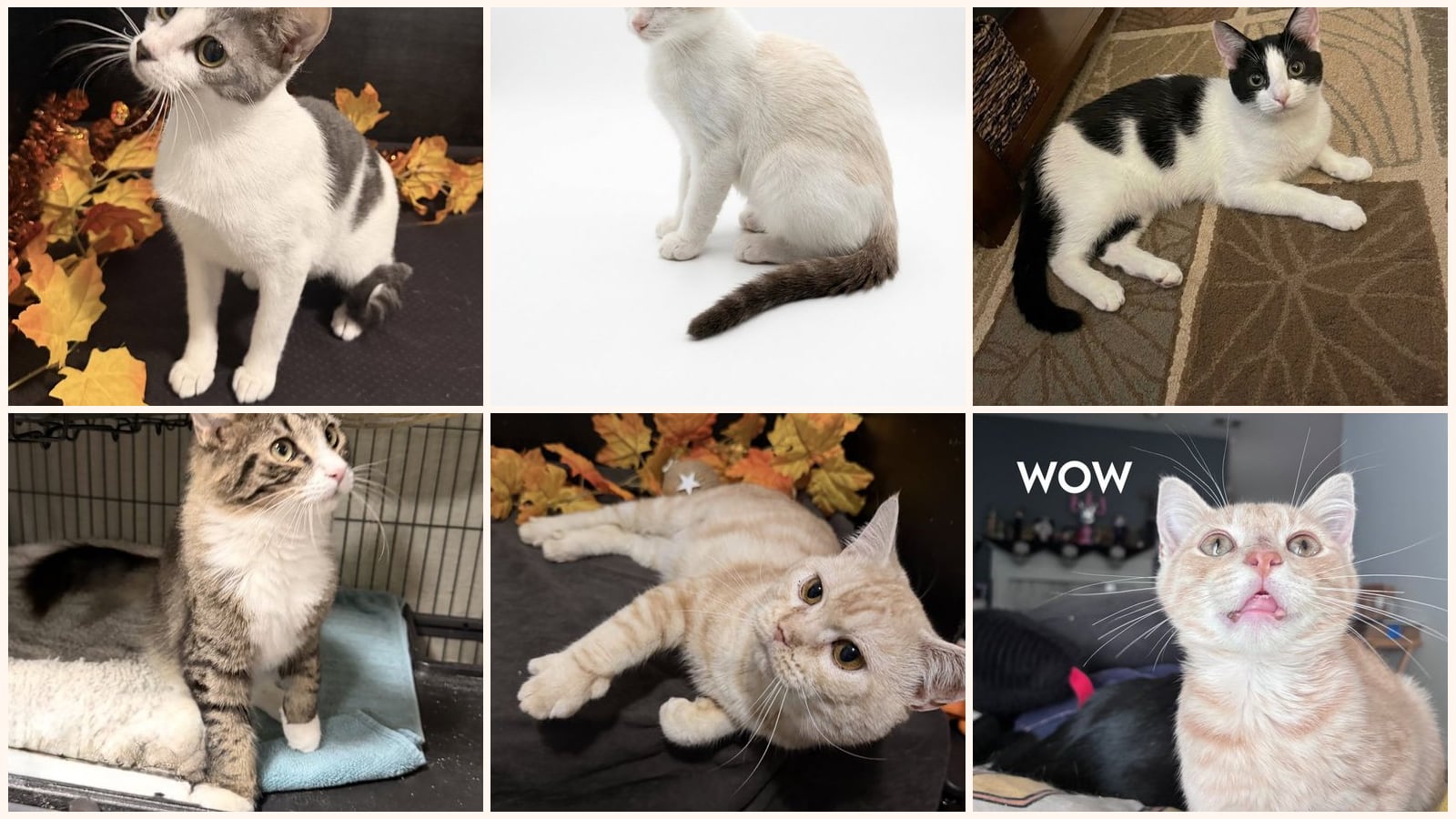 Adult Cats up for adoption near Stonecrest, GA