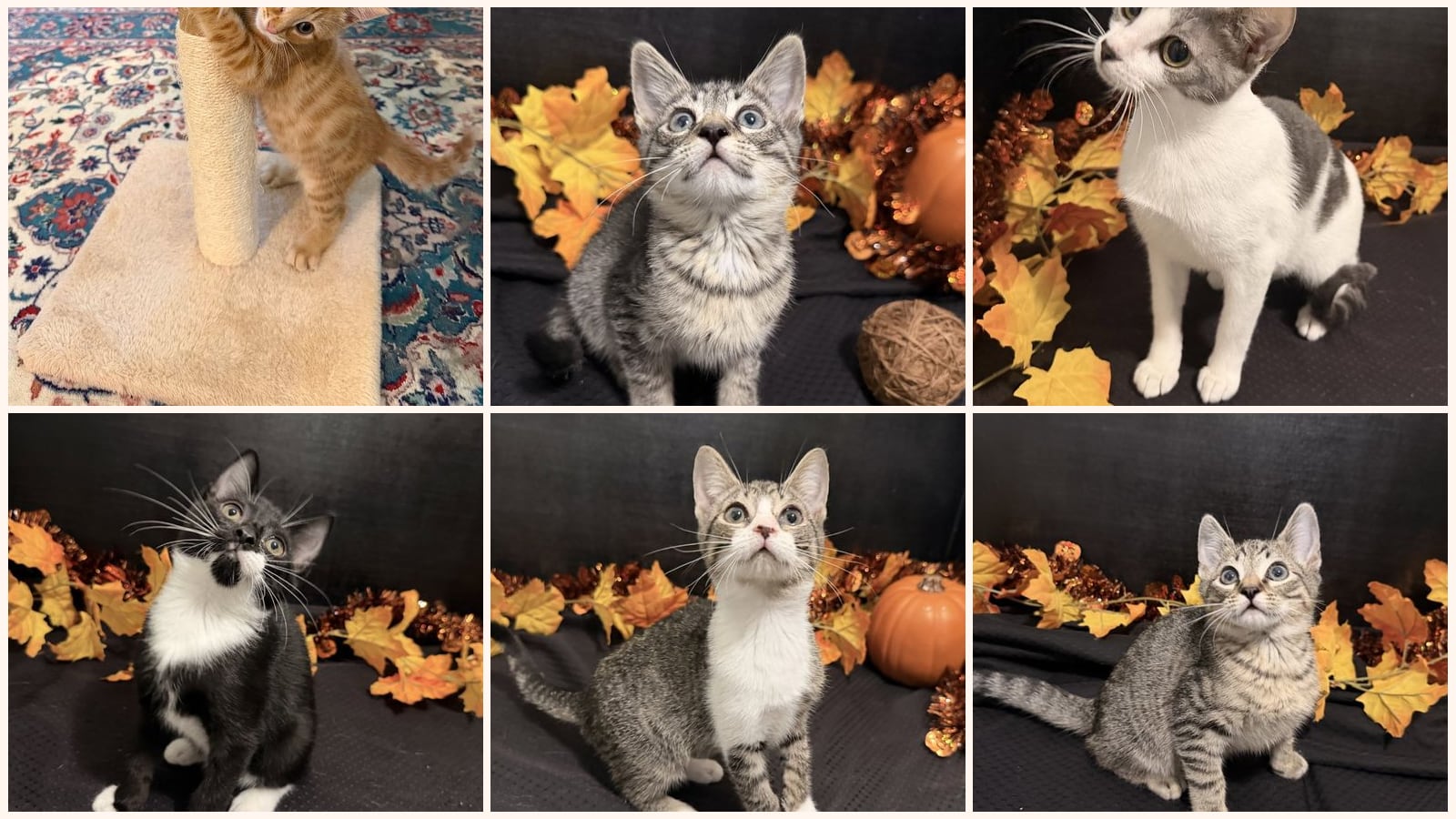 Kid-Friendly Cats up for adoption near Stonecrest, GA