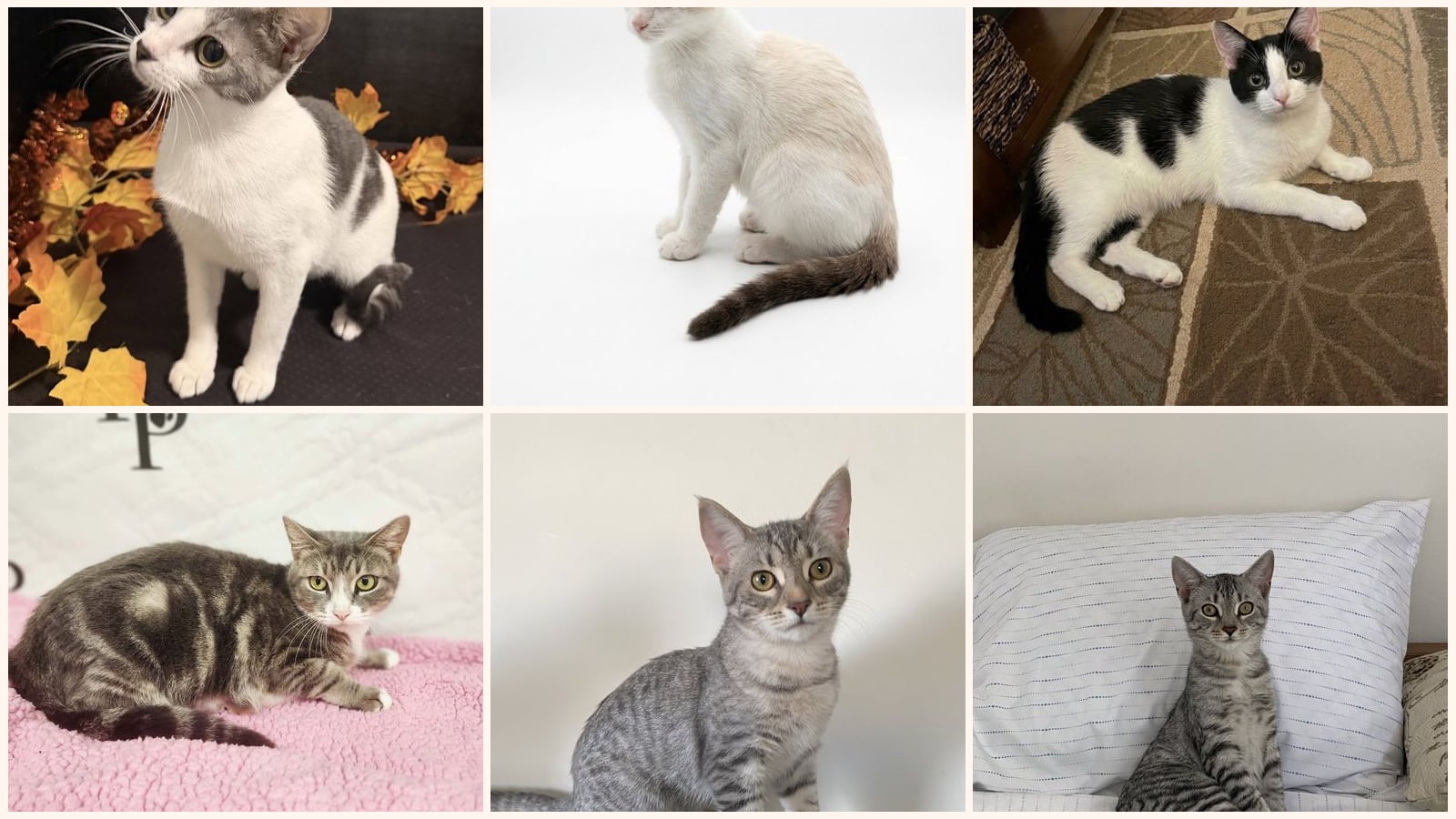Adult Cats up for adoption near Warner Robins, GA