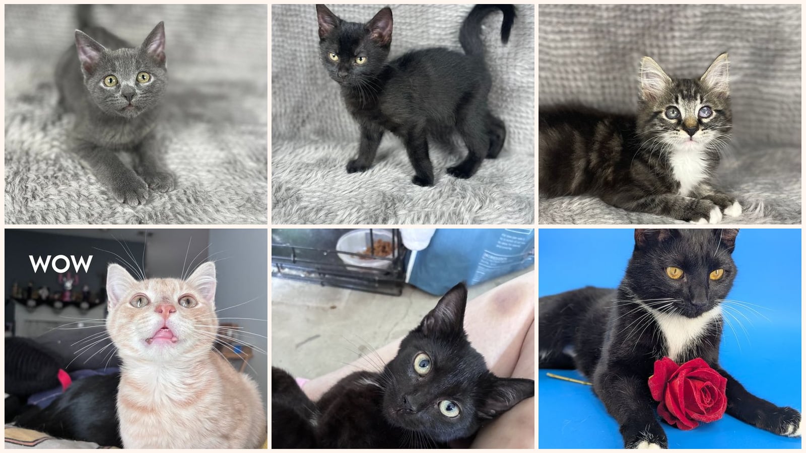 Dog-Friendly Cats up for adoption near Warner Robins, GA