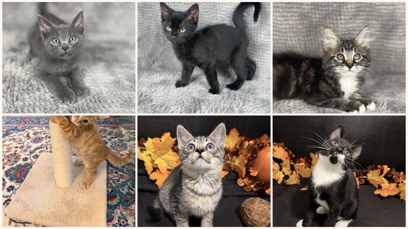 Kittens up for adoption near Warner Robins, GA