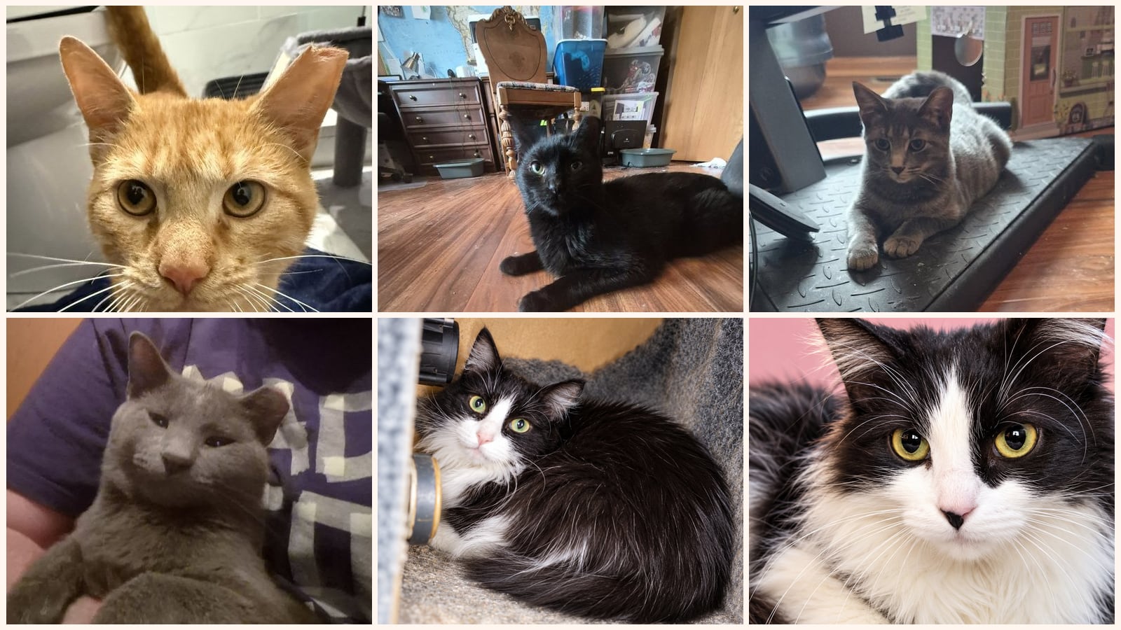 Adult Cats up for adoption near Aurora, IL