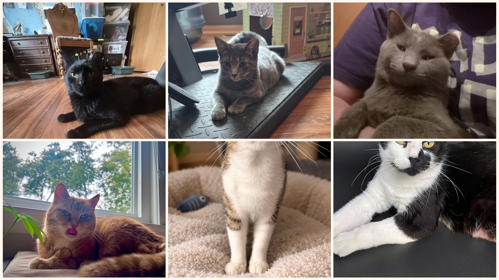 Adult Cats up for adoption near Bloomington, IL