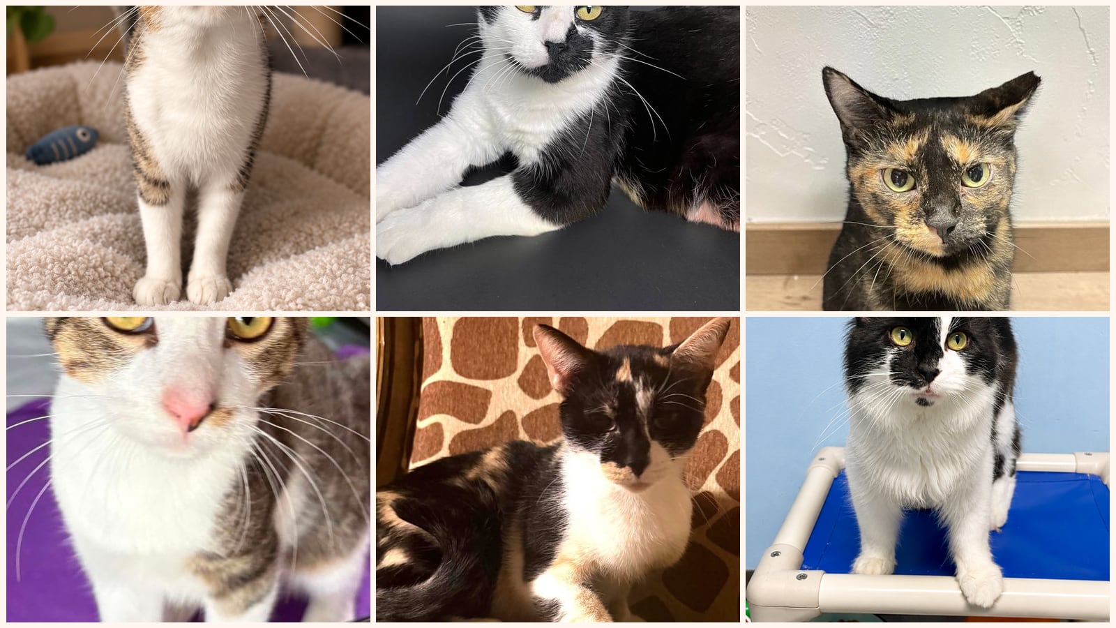 Adult Cats up for adoption near Champaign, IL