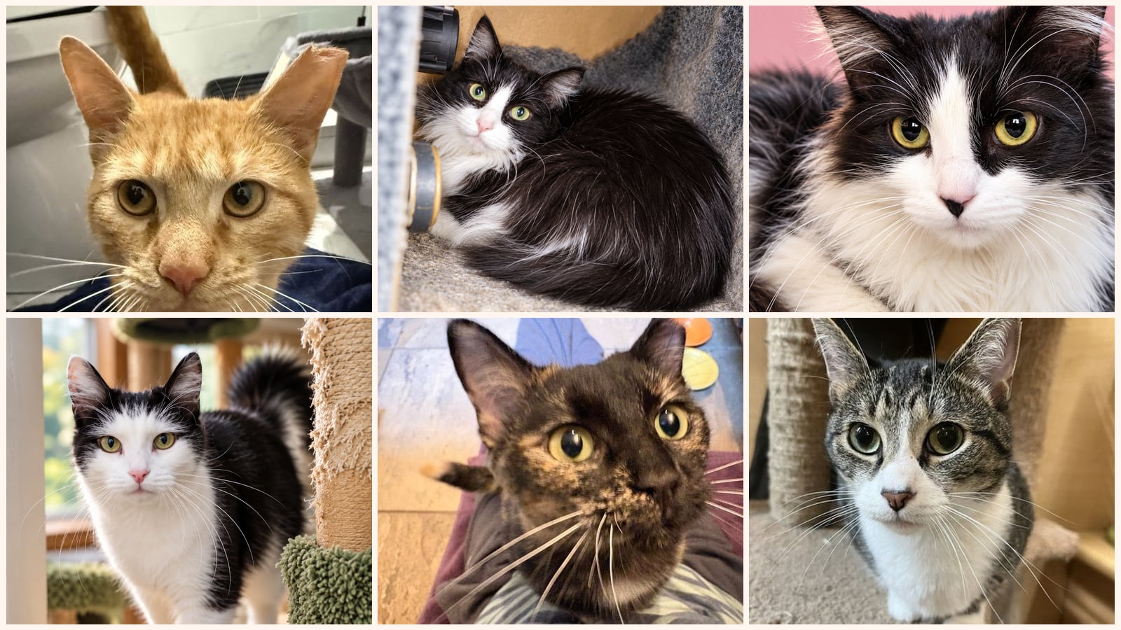 Adult Cats up for adoption near Chicago, IL