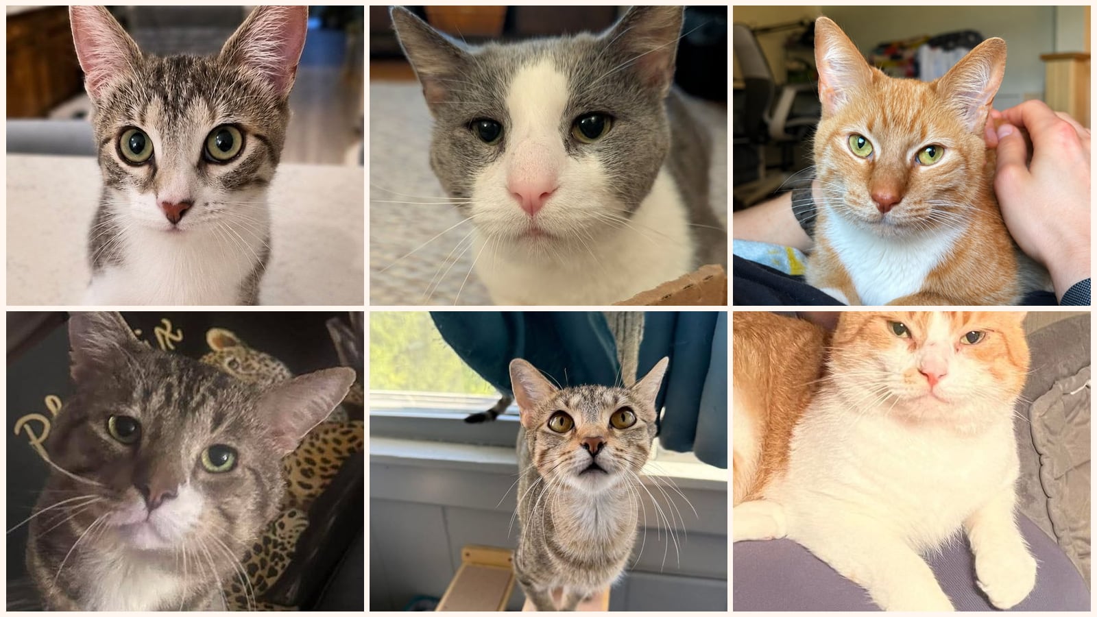 Adult Cats up for adoption near Evanston, IL
