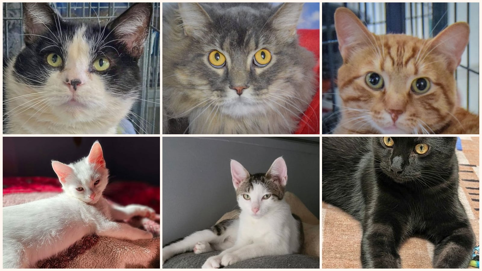 Dog-Friendly Cats up for adoption near Hoffman Estates, IL