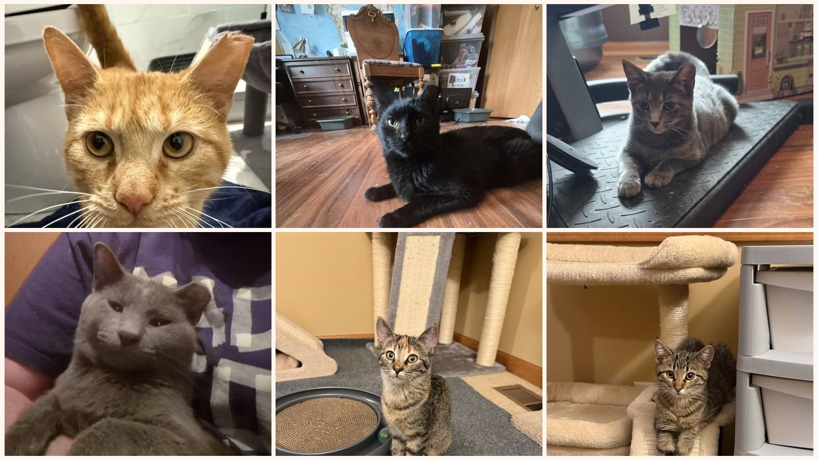Kid-Friendly Cats up for adoption near Joliet, IL