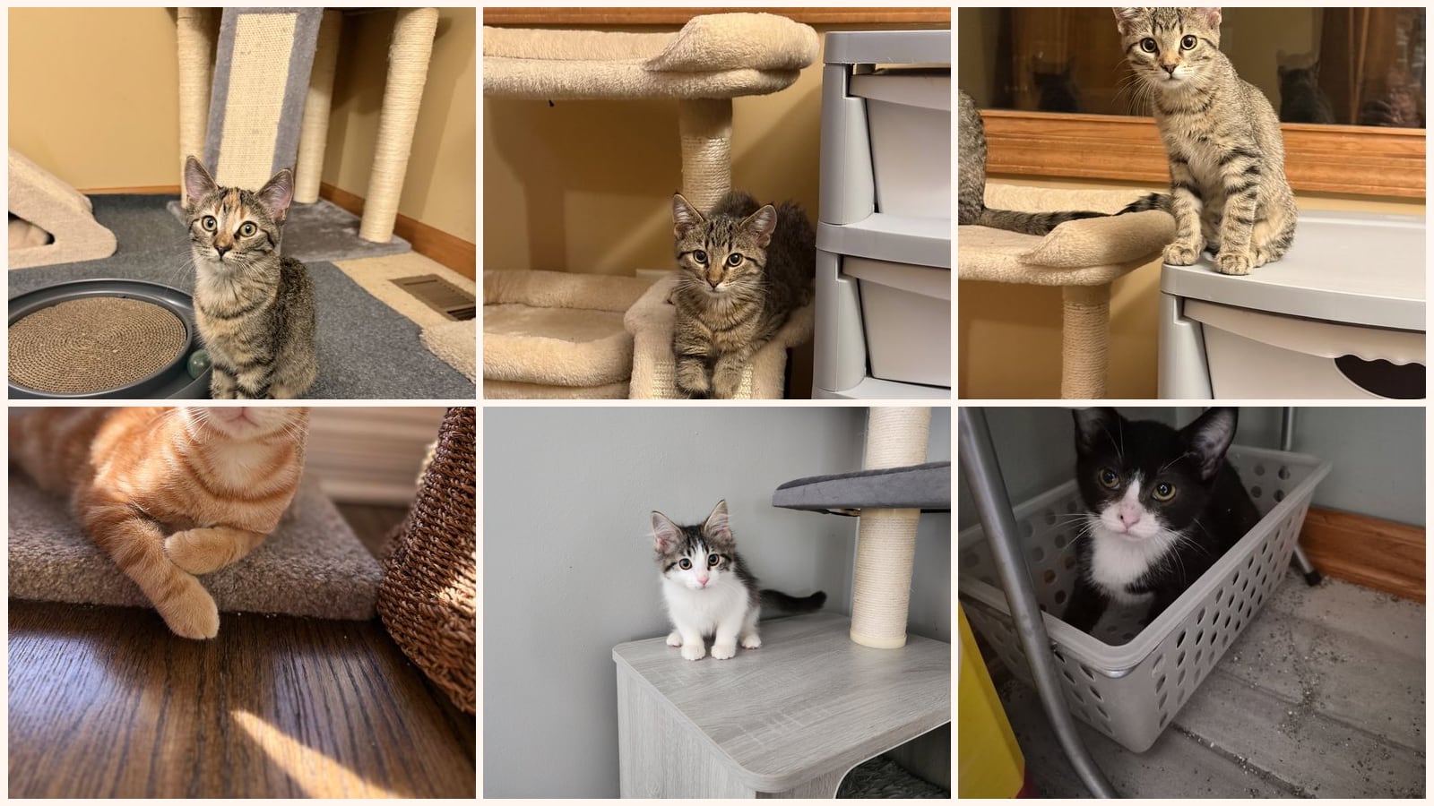 Kittens up for adoption near Joliet, IL