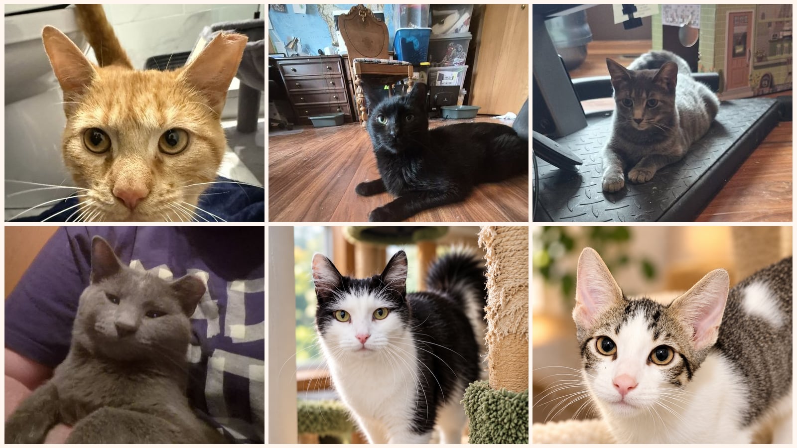 Kid-Friendly Cats up for adoption near Naperville, IL