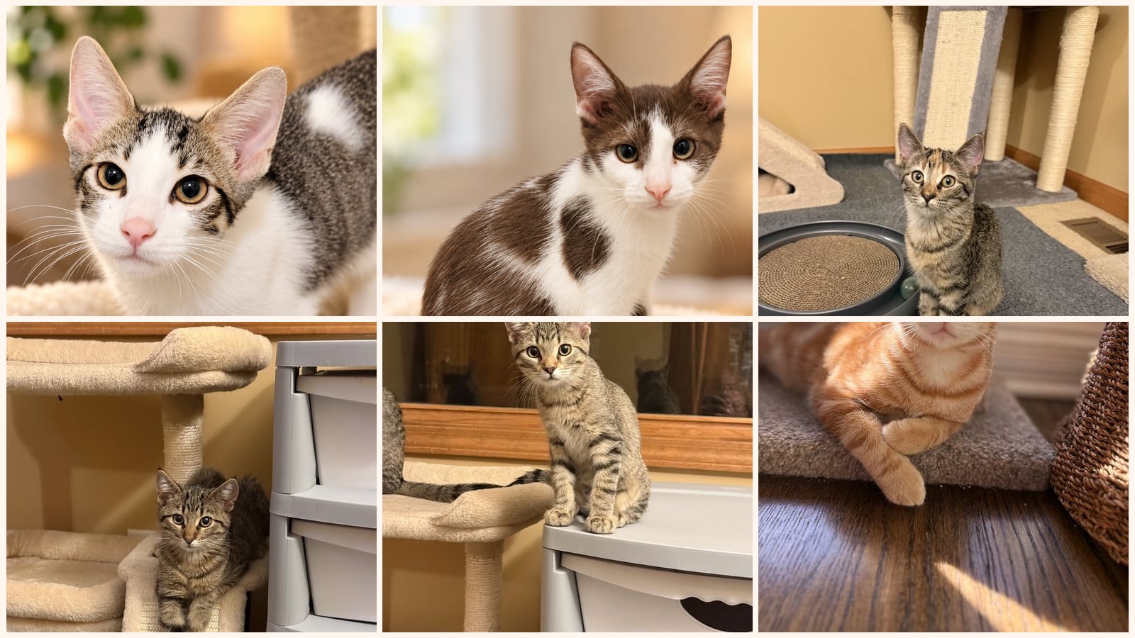 Kittens up for adoption near Naperville, IL