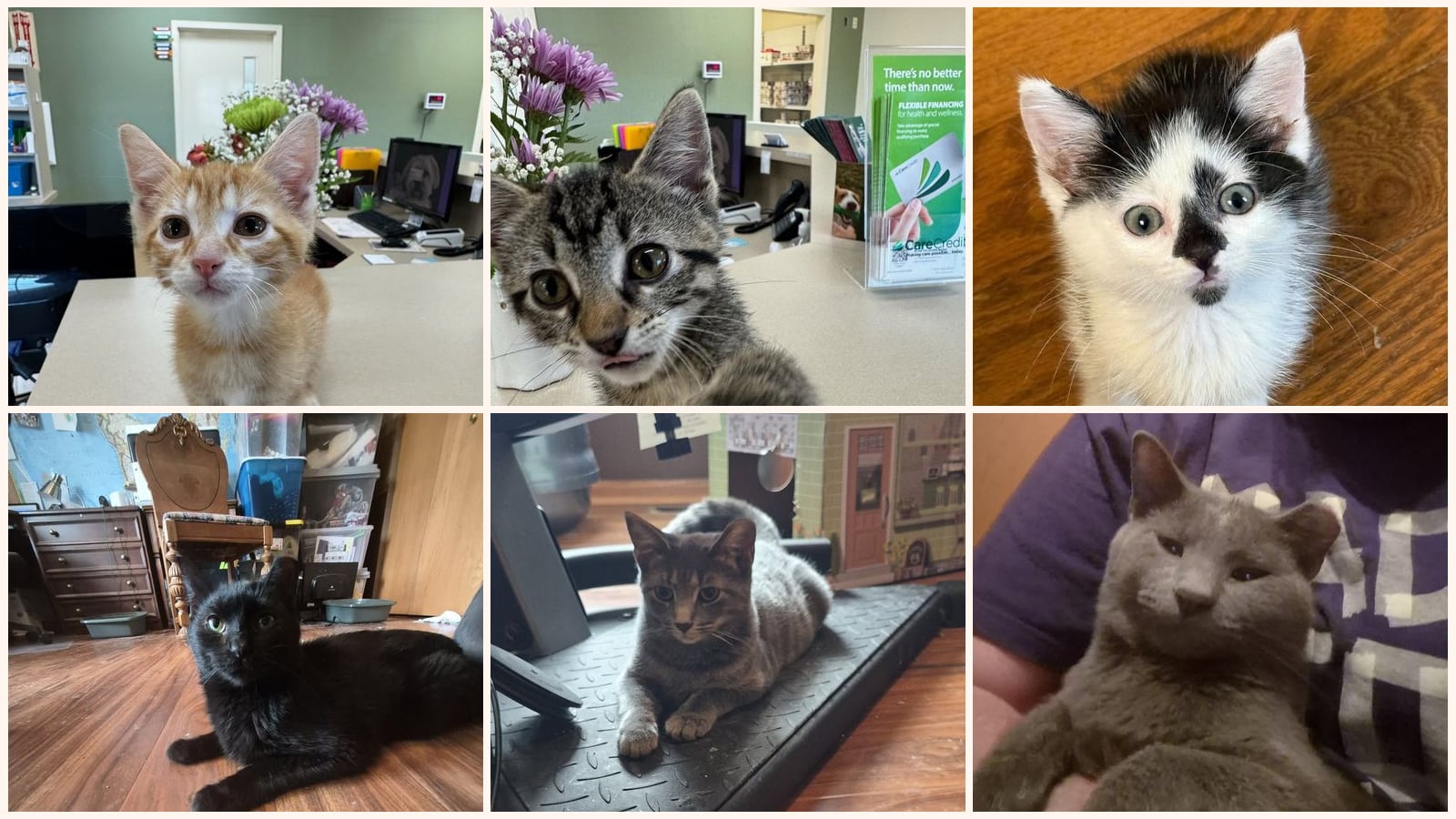 Kid-Friendly Cats up for adoption near Normal, IL