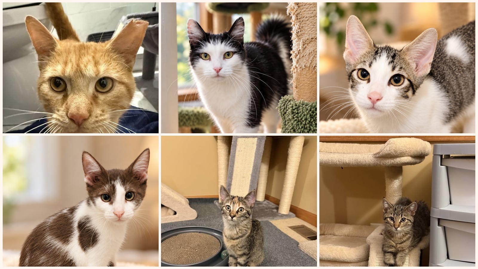 Kid-Friendly Cats up for adoption near Oak Lawn, IL