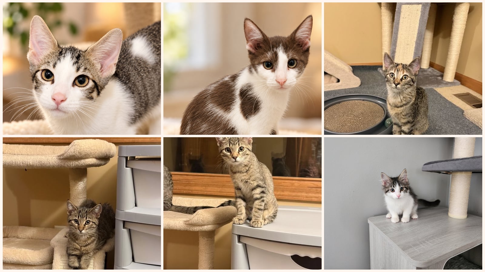 Kittens up for adoption near Oak Lawn, IL