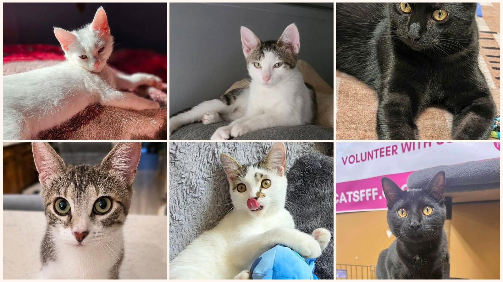 Dog-Friendly Cats up for adoption near Oak Park, IL