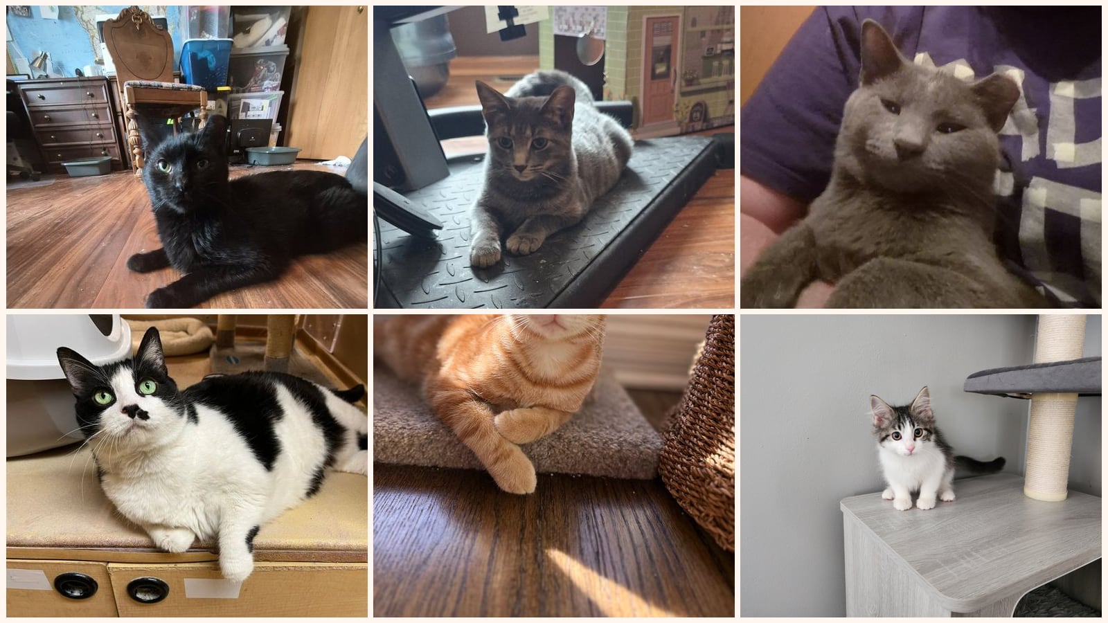 Dog-Friendly Cats up for adoption near Orland Park, IL