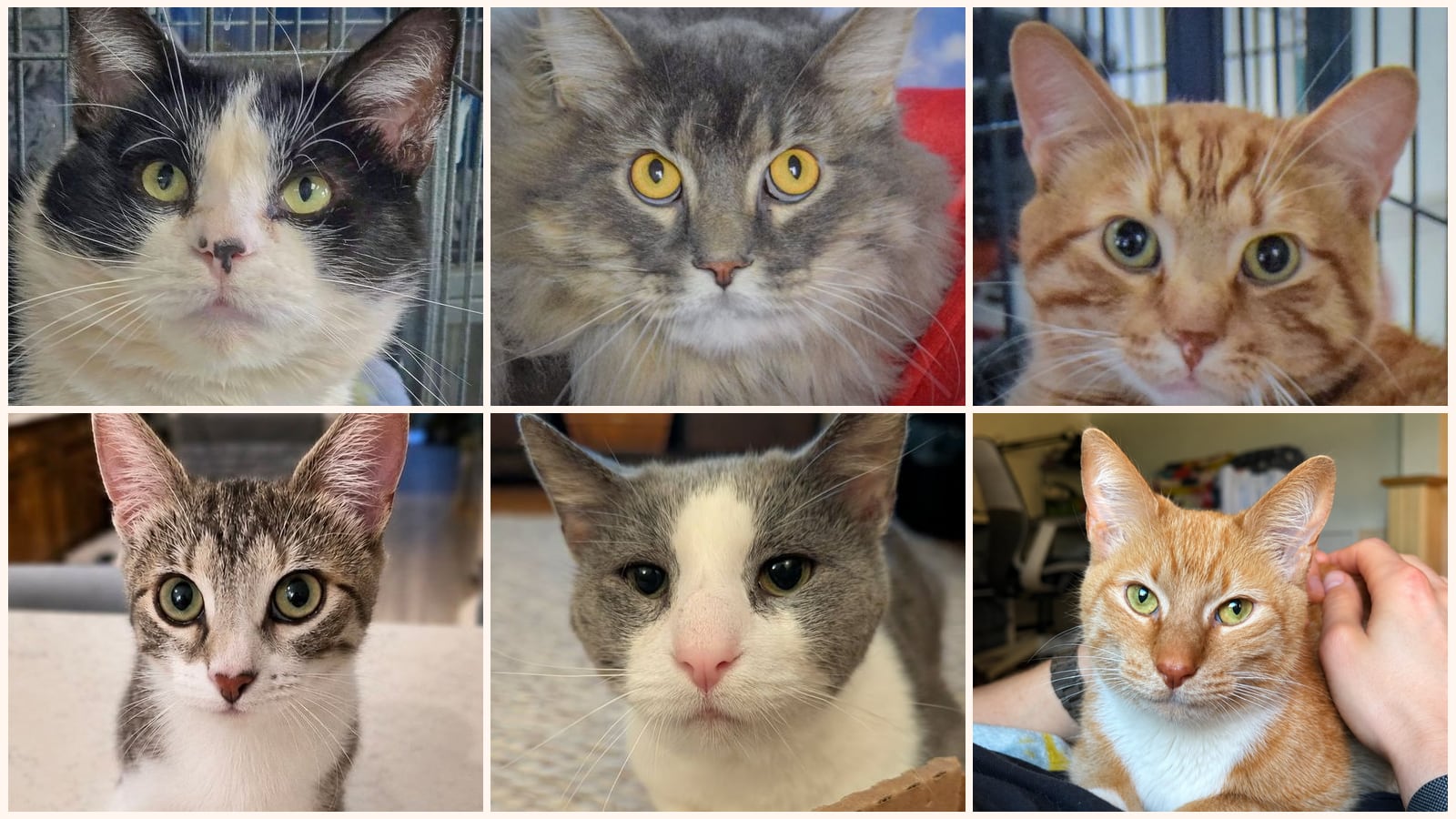 Adult Cats up for adoption near Palatine, IL