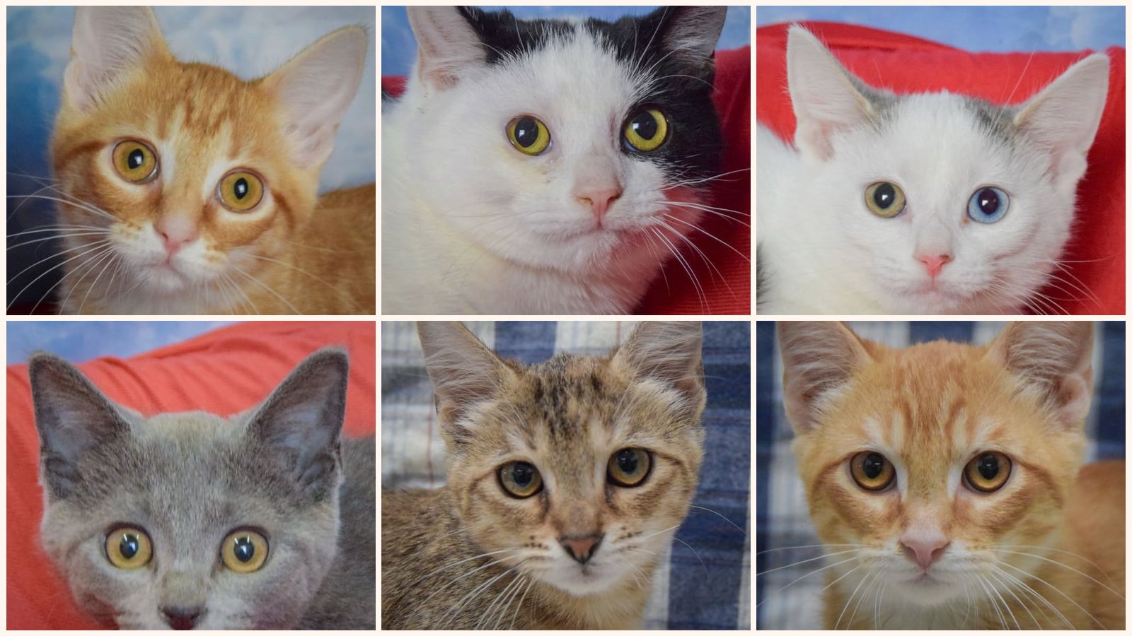 Kittens up for adoption near Rockford, IL