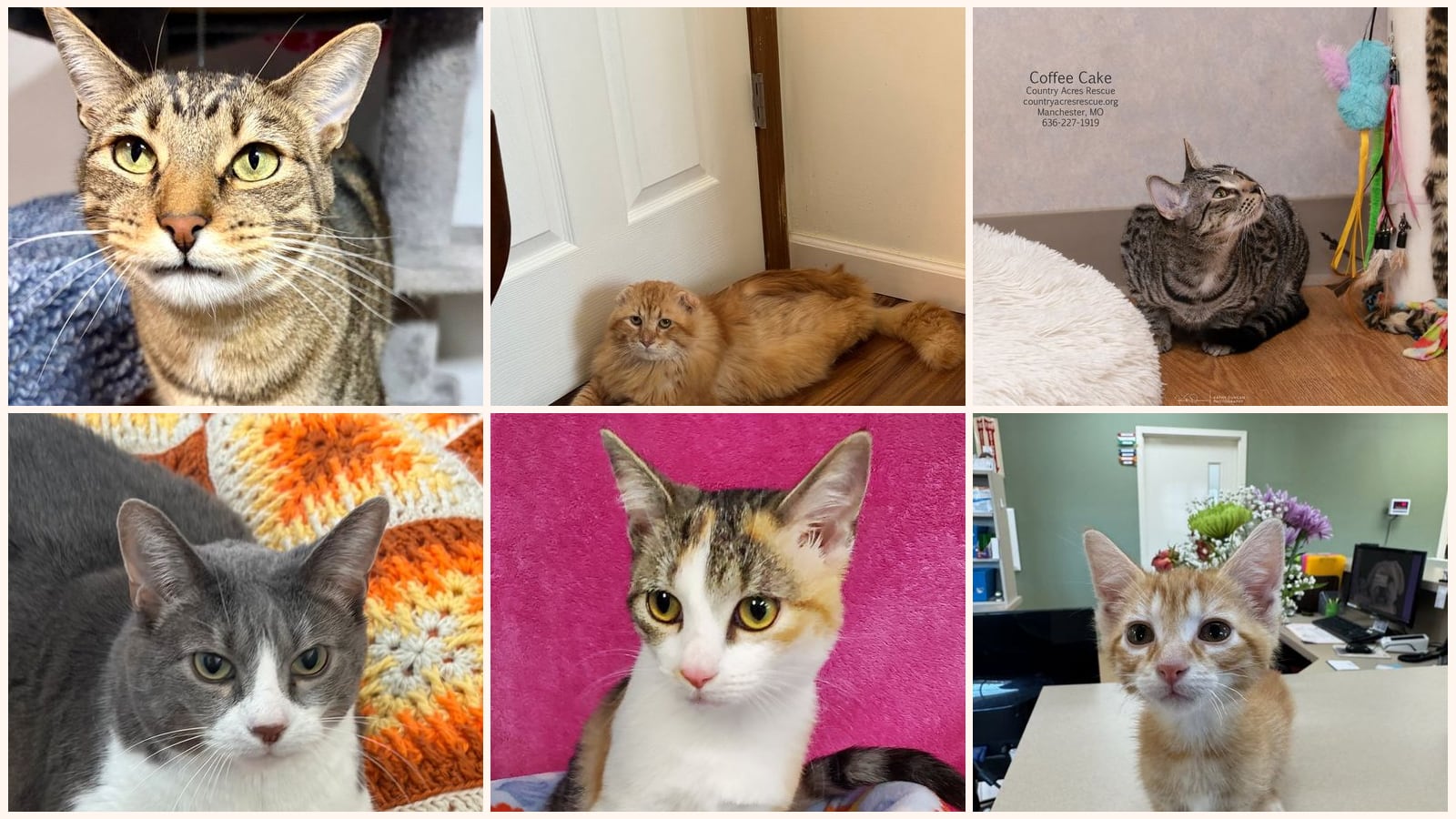 Kid-Friendly Cats up for adoption near Springfield, IL