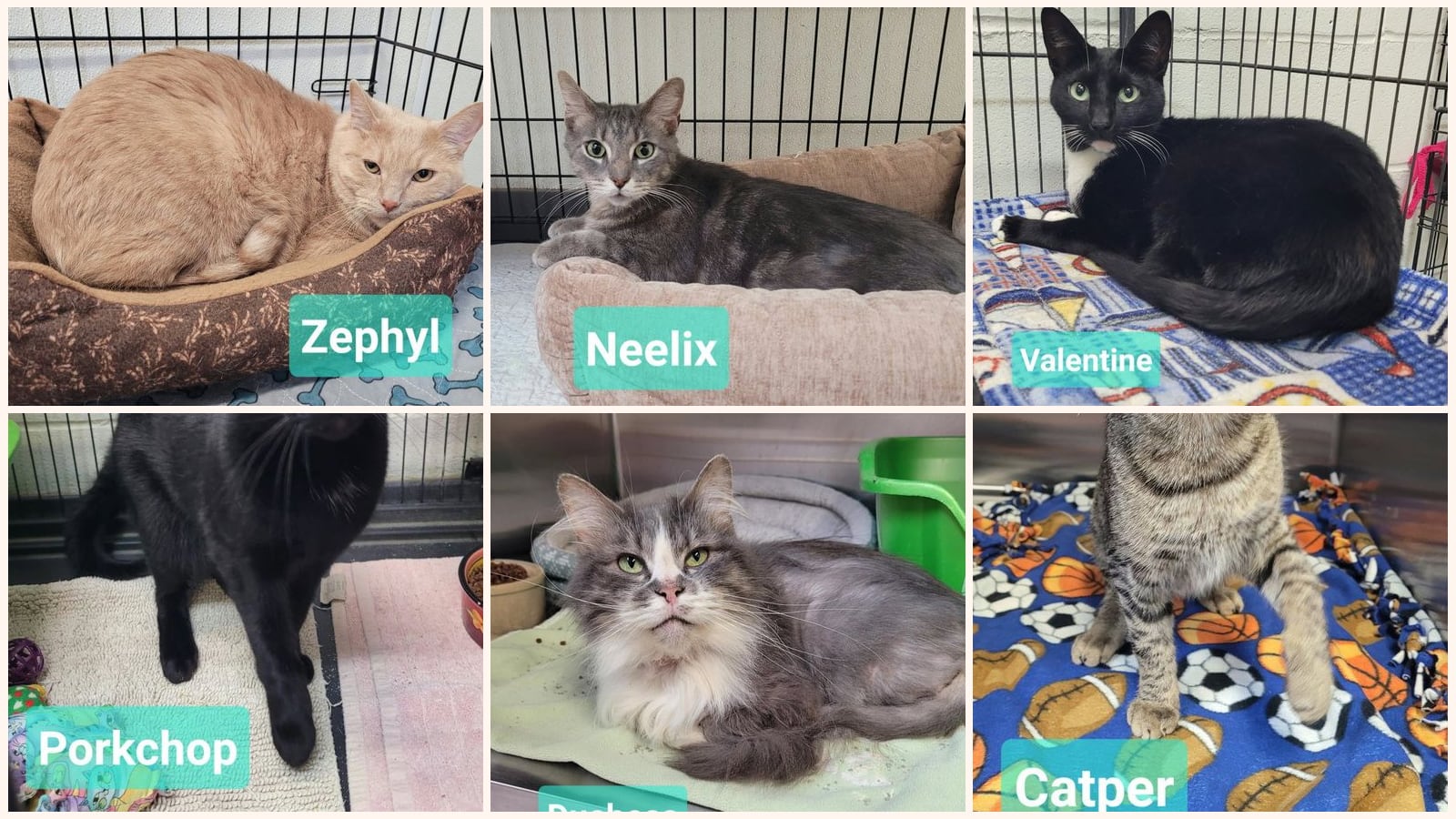 Adult Cats up for adoption near Anderson, IN