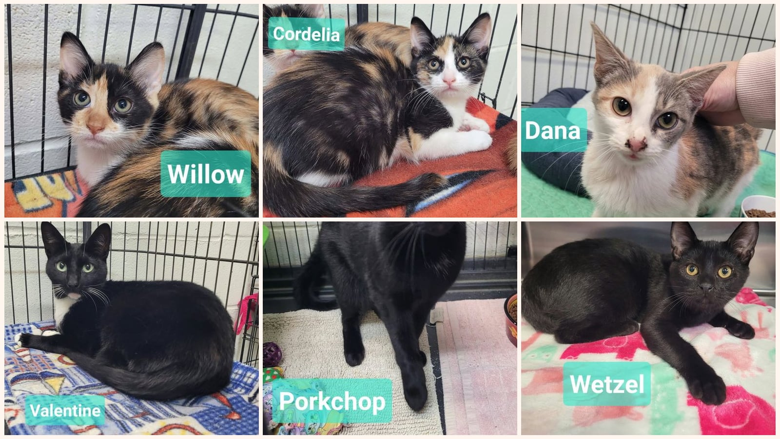 Dog-Friendly Cats up for adoption near Anderson, IN