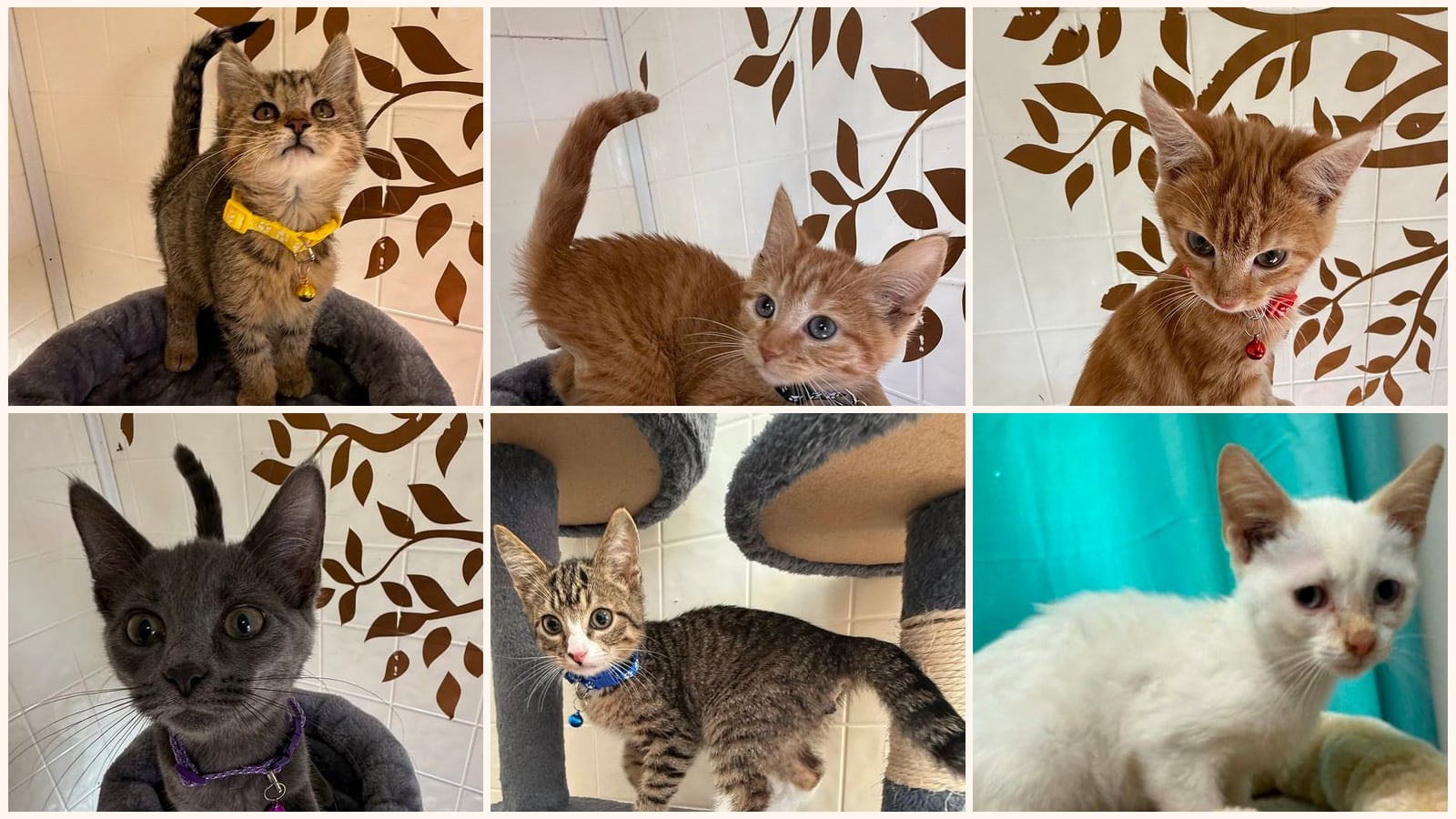 Kittens up for adoption near Bloomington, IN