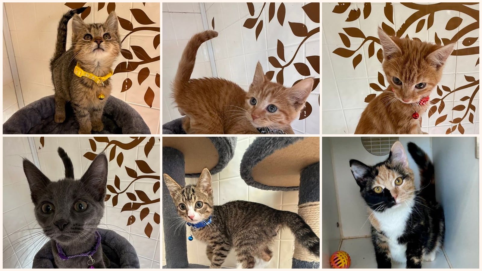 Kittens up for adoption near Columbus, IN